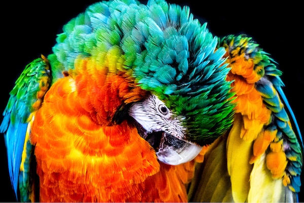 Parrot shown on a BRAVIA screen